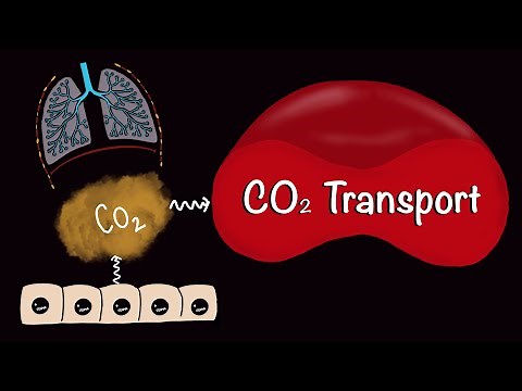 CO2 Transport | Carbon-di-oxide Transport | Respiratory Gas Exchange | Respiratory Physiology