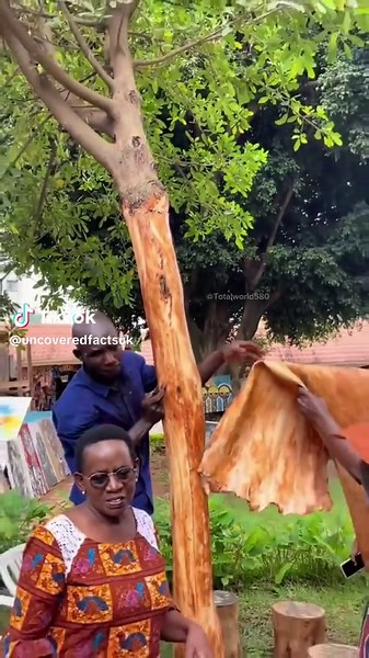 Beautiful Clothes Made from Sustainable Tree Fabrics