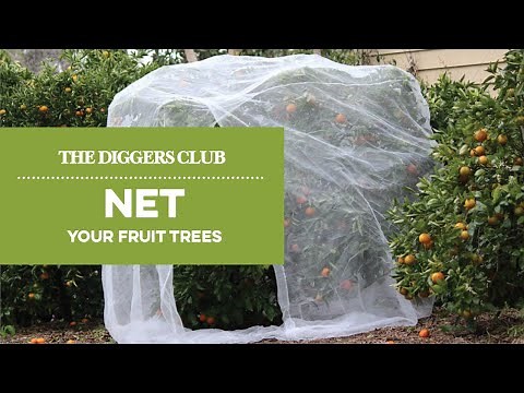 How to net fruit trees