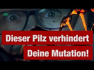 Best Chaga! Proper Use & Sources!