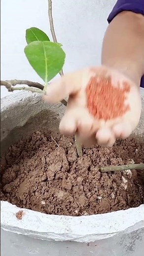 Potash Fertilizer Benefits /How to Use Potash Fertilizer for Plants /Potassium Fertilizer#shorts