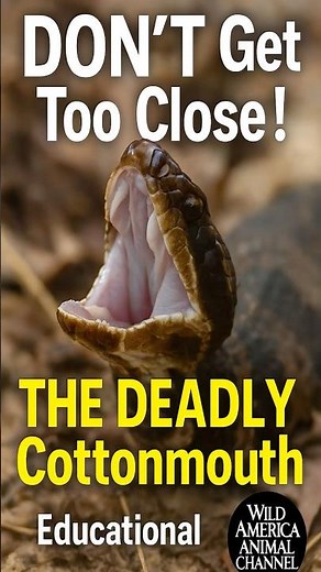 DON’T Get Too Close! The Deadly Cottonmouth | Educational Shorts