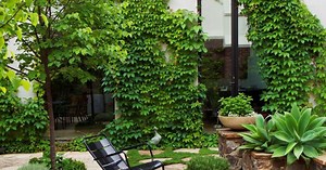 Climbing Plants: 8 Fast-Growing Creepers For Australian Gardens