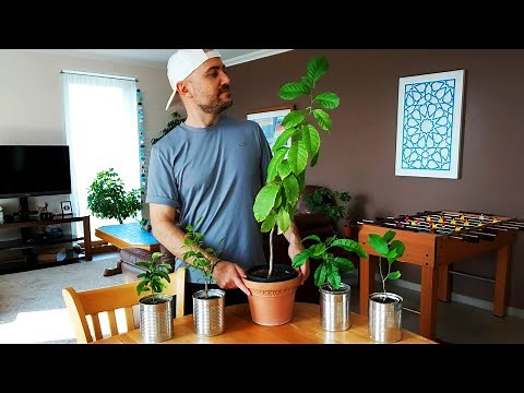 How to grow lemon trees from seed - Everything you need to know (Applies to all citrus seeds)