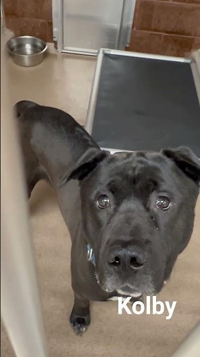 Meet some of our adorable, adoptable dogs currently at the shelter!