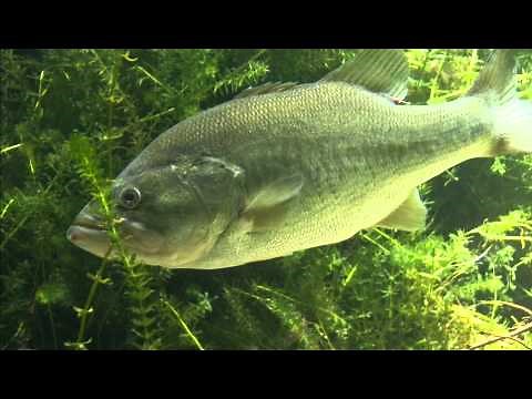Bass Fishing for Beginners: The Bass