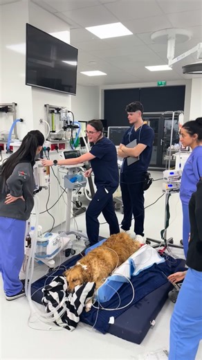 Lulu is our early Christmas miracle 🙌🙏 Lulu was rushed to our emergency service on Monday evening unable to breathe X-rays taken at her local vet showed her windpipe had become extremely narrowed, and her family weren't sure she would even make the 30 minute car journey Her vet had called ahead and our emergency team were ready and waiting to start immediate resuscitation and diagnostics🚨 Lulu was close to death on arrival - it turned out she had somehow ingested a dangerous rat poison☠️ that