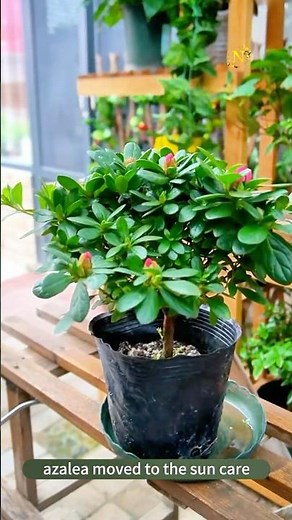 How to Care for Azaleas 🌸 | Easy Tips for Bigger Blooms & Healthy Plants!