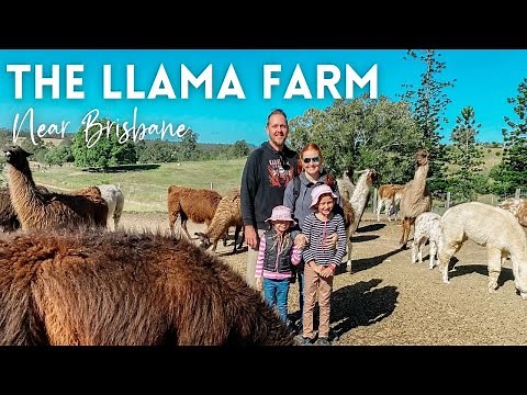 The Llama Farm | Queensland's Largest Llama Herd Near Brisbane