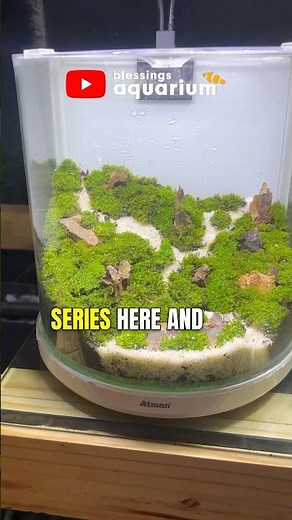 Aquascaping ideas for beginners | Jar aquarium update 3