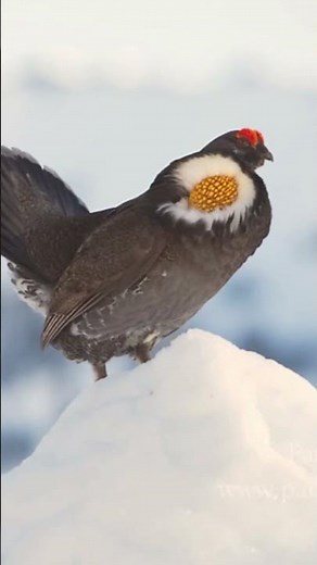 First 12 SPECIES REVEALED on NEW ALBERTA MAP!!! #shorts