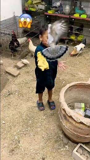 pigeon Tam #pigeon #pigeons #viralshort