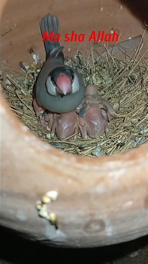 java sparrow with chicks #java #chicks #fawnjava #adilbirdsbreedingtips #parrotbreeding
