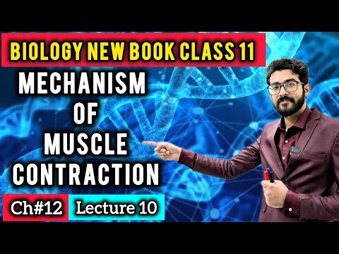 Inside Muscle Fibers: Mechanism of Muscle Contraction Class 11 | Sliding Filament Model | New Book
