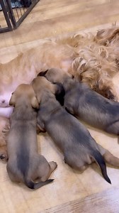 32K views · 893 reactions | Welcoming noodles puppies aka ‘the slugs’...