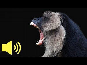 What does a Monkey sound like? (Howler) - Animal Sounds