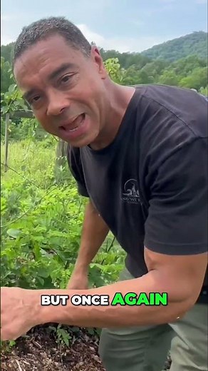 Permaculture Tips: Using Comfrey to Feed Everything!