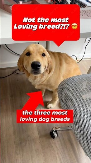 THE 3 Most LOVING Dog Breeds?! 🤯❤️