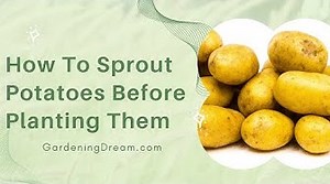 Do Organic Potatoes Sprout Faster?