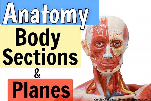 Anatomical Body Sections and Planes Quiz