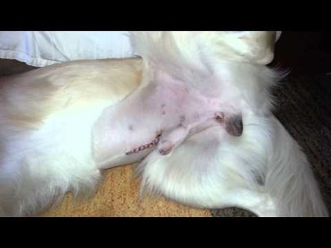 Warning! Graphic - Dog Cryptorchidism Neuter Surgery Incision & Stitches After 8 Days