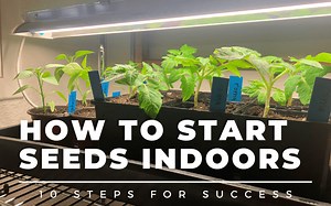 Beginner's Guide: How to Start Seeds Indoors