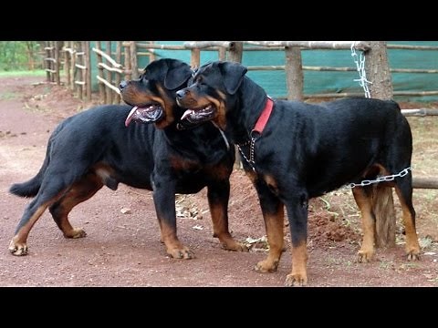 Dog Mating/Breeding Video Rottweiler