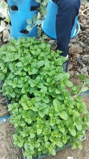 Deal or not deal ? WhatsApp 254 725 530 619 #agriculture #ecotowers #fypシ゚viral #hydroponics #innovation