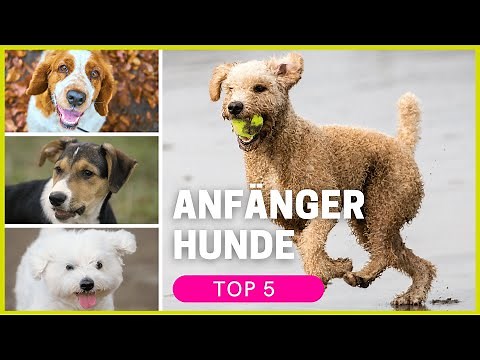 Top 5 dog breeds for beginners (in all sizes)