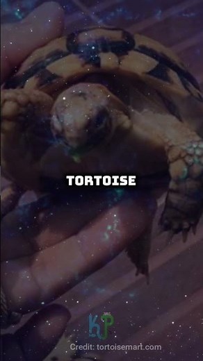 Egyptian Tortoise: Facts, Diet, Lifespan & Price