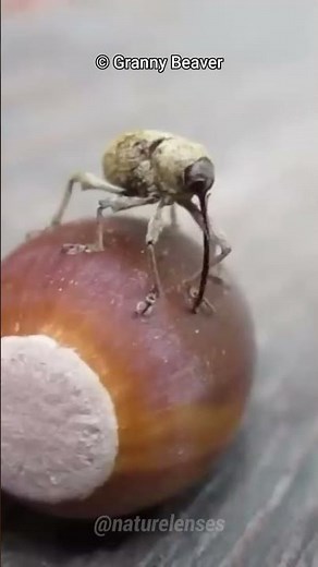 Acorn Weevil | The Drill Insect