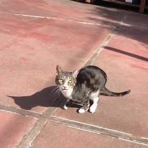 216 reactions · 5 comments | When you are hangry, you rush to get your food while telling the world you are hungry! | Kanga Roo | Facebook