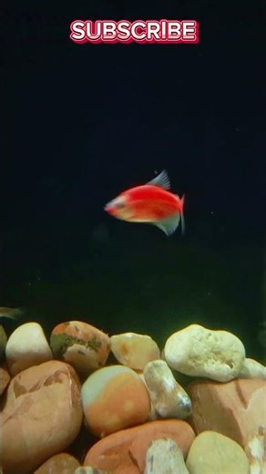 Beautiful Glow Fish Tank | Colorful Neon Aquarium Relaxing Short