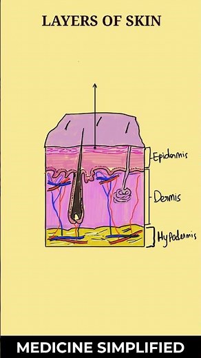 Layers of Skin || Layers of Epidermis || Skin Layer Anatomy #medicine #anatomy