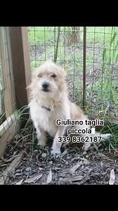 24K views · 954 reactions | ✨ Giuliano cerca casa! ✨ 領 Età: Circa 1...