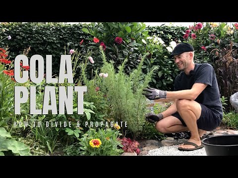 Meet the Cola Plant🥤 + How to Take Cuttings (and grow more!) | Perennial Garden