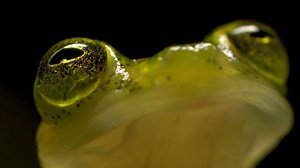 Unlike most frog species, glass frogs are attentive parents—at least the males are. | National Geographic