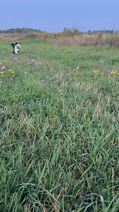 7.1K views · 618 reactions | Meowdy purrtners. Field explorer 類 If you’re a fan of Jack Spicer’s kitty cat cowboy content please consider subscribing or joining his Patreon linked in bio  everything helps ❤️ #cat #cats #catlover #catsofinstagram #catlovers #cats_of_instagram #kittycat #tuxedocat #kitty #catlife | Aaron Apps | Facebook