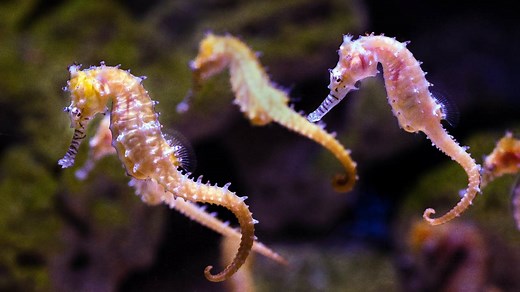 Extinct Ocean Animals [2022] 8 Vanished From Our Seas