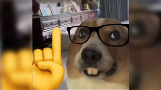 Nerd Dog | Know Your Meme