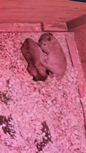 🐾 If you are looking for a quick fix of true adorableness in your day, plan a stop at our Animal Wellness Center. Now available for view in the indoor atrium and outdoor nursery screens, our lion cub den cam plays daily footage of what our cubs are up to (a lot of sleeping, nursing and grooming). Note the footage is on a delay, so is not live and cannot be viewed anywhere except on zoo grounds. Don't forget to say "Hi" to our ring-tailed lemurs, Kellan and Kato, in the Nursery! | Turtle Back Zo