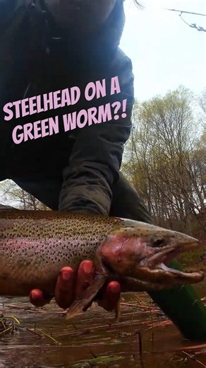 Steelhead on a Green Worm?! 🎣 #steelheadfishing #fishingontario #troutfishing #fishing #riverfishing