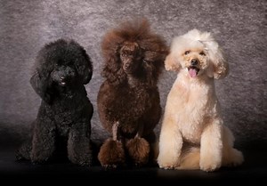 Types of Poodle Hair: A Complete Guide With Pictures | Poodle Report