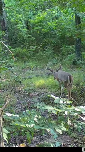 Big Split brow buck