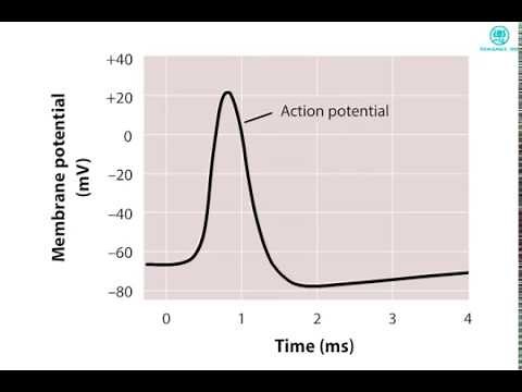 The Voltage clamp Method