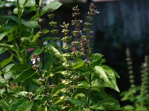 How To Grow And Care For Thai Basil  - Bunnings Australia
