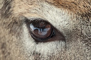 The Science Behind Deer Vision and How It Affects Hunters