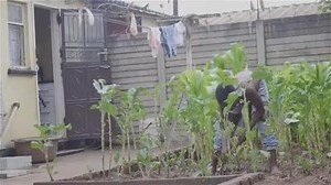 Zimbabwean Reggae - AMAININI official video by Sheara Di Man, produced by Zim Dancehall legends Levels - Chillspot Records | Riddims World - riddimsworld.com