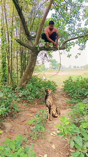 catching leopard part 486 😱 #vfx #magic #animal #jungle #wildlife #shorts_ #youtubeshorts