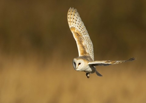 Barn owl | The Wildlife Trusts